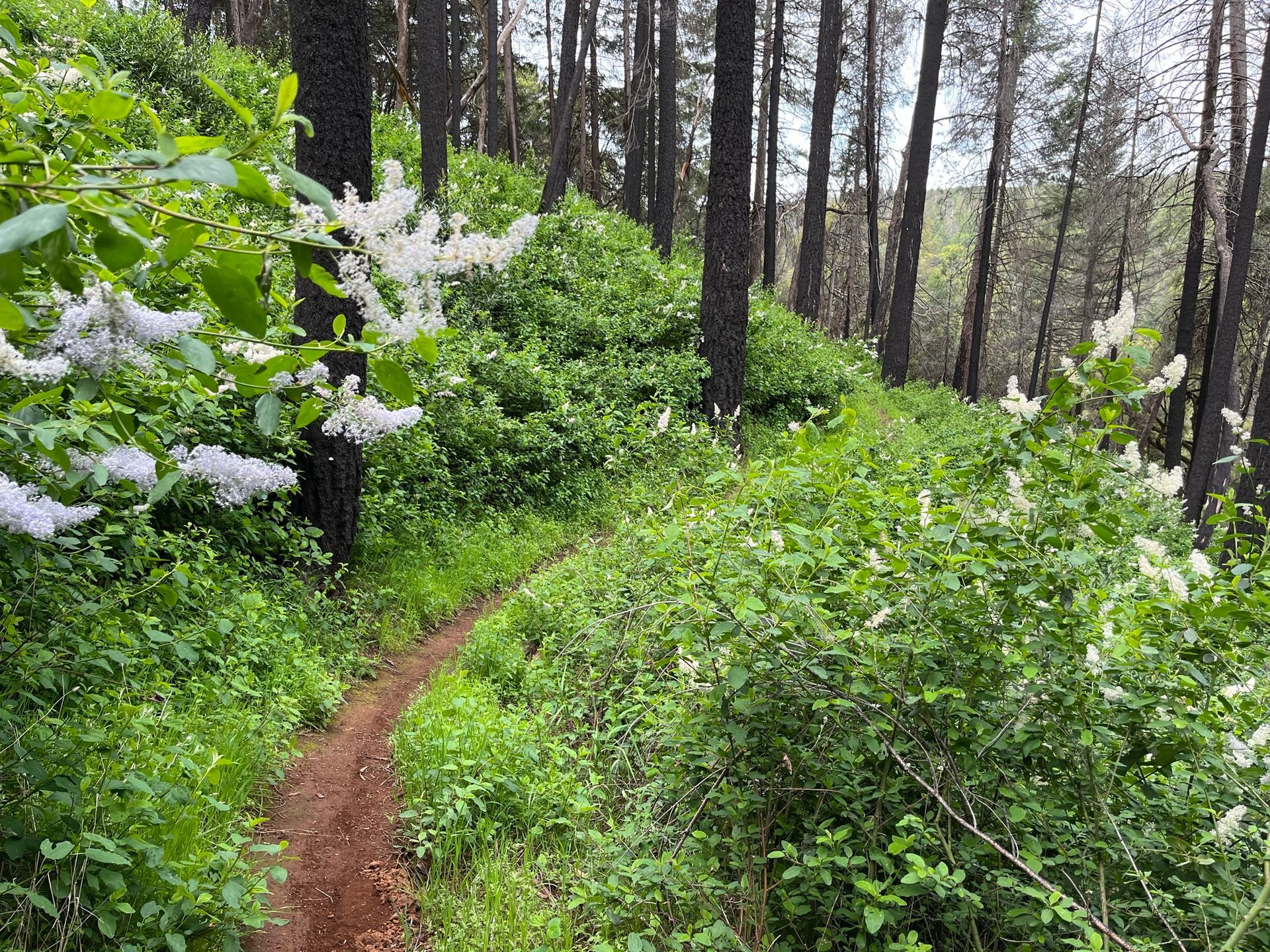 A dirt path in the middle of a forest surrounded by trees and flowers  in Paradise and Magalia, California.