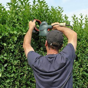 hedge removal