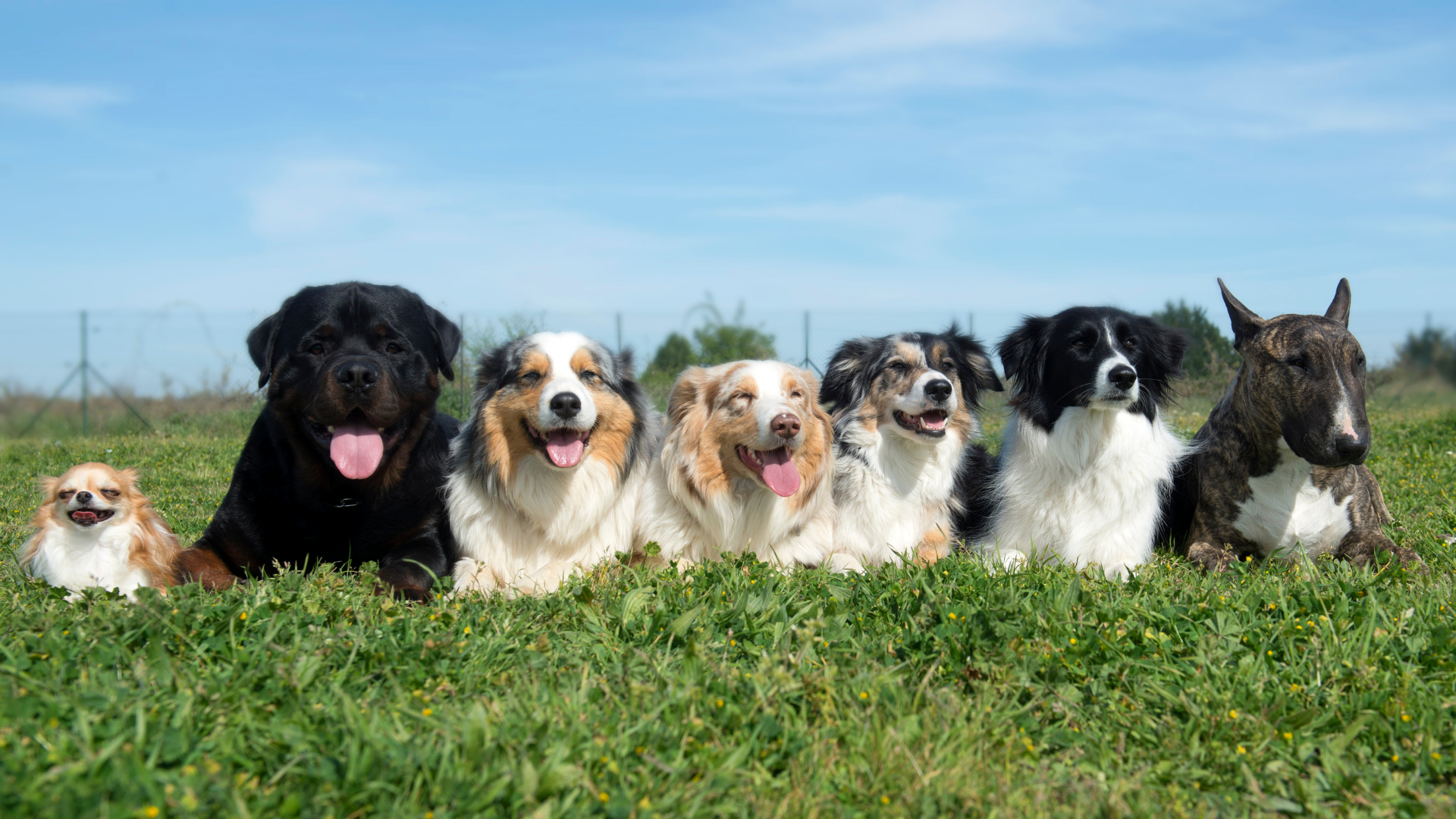 Seven dogs sitting in a grassy field, including black, white, tan, and gray dogs under a blue sky.