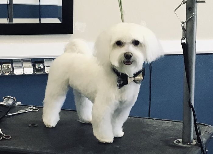 White Dog — Yucaipa, CA — Styles Pet Grooming
