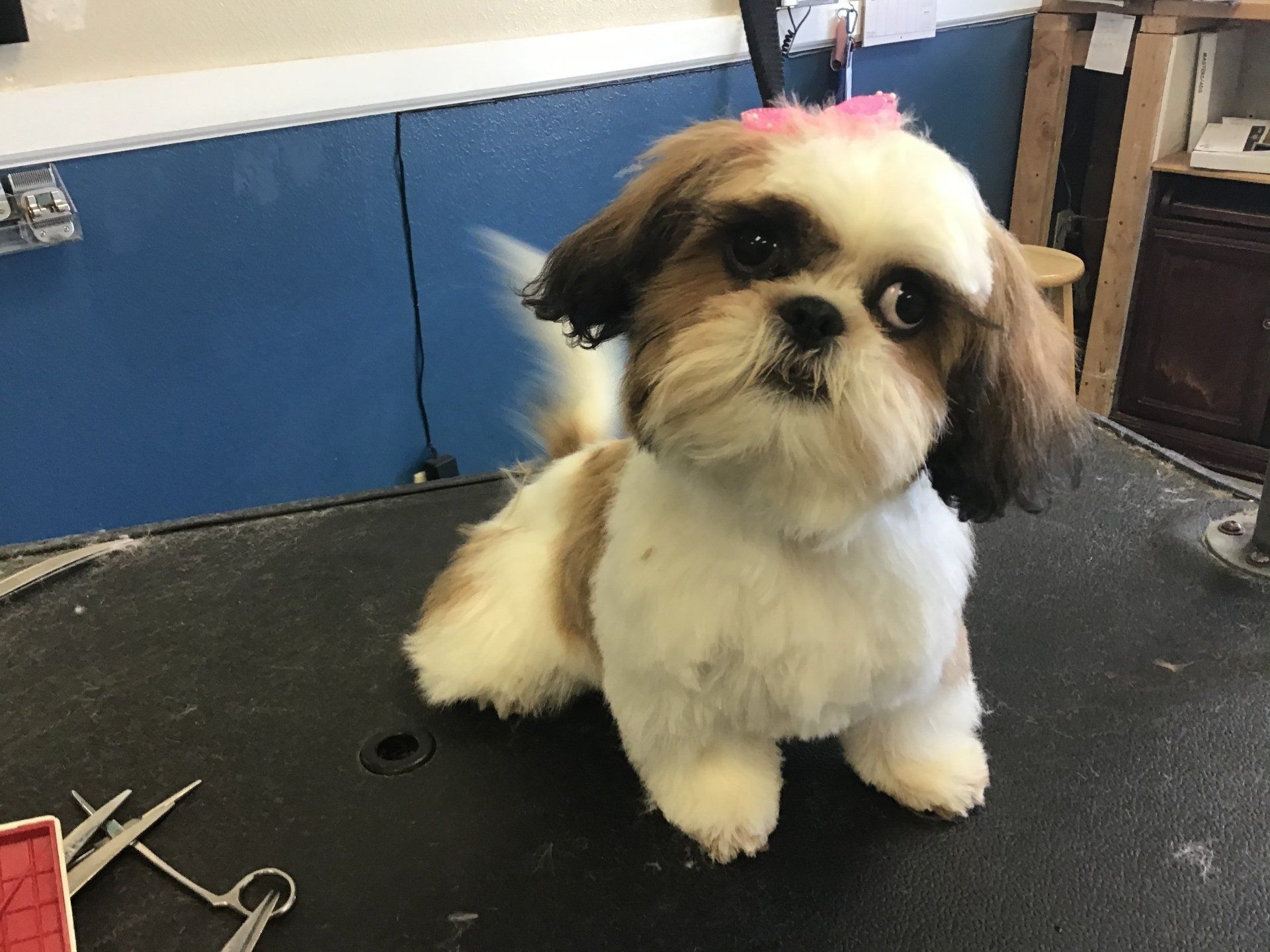 Cute Dog — Yucaipa, CA — Styles Pet Grooming