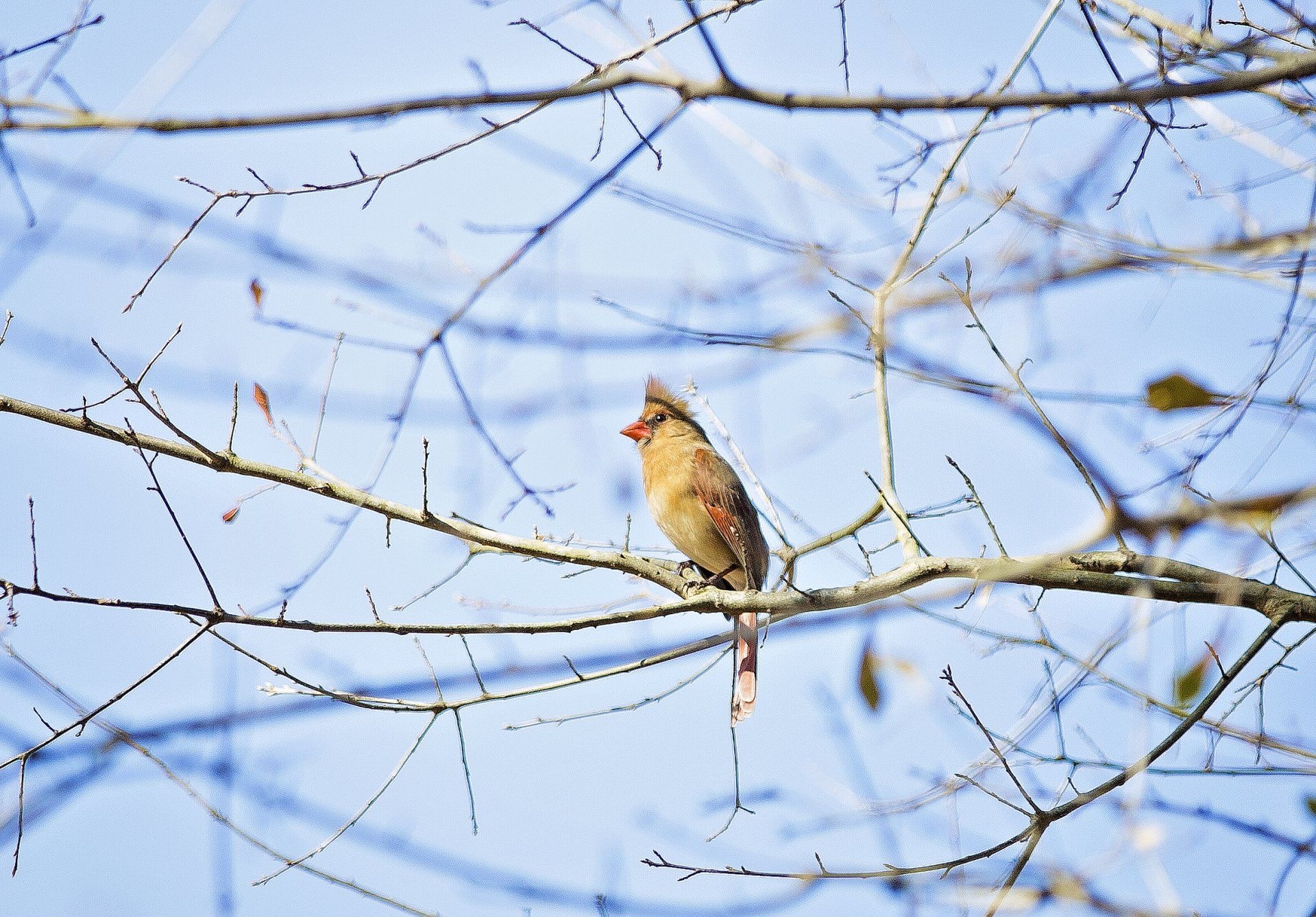 A small bird is perched on a tree branch.