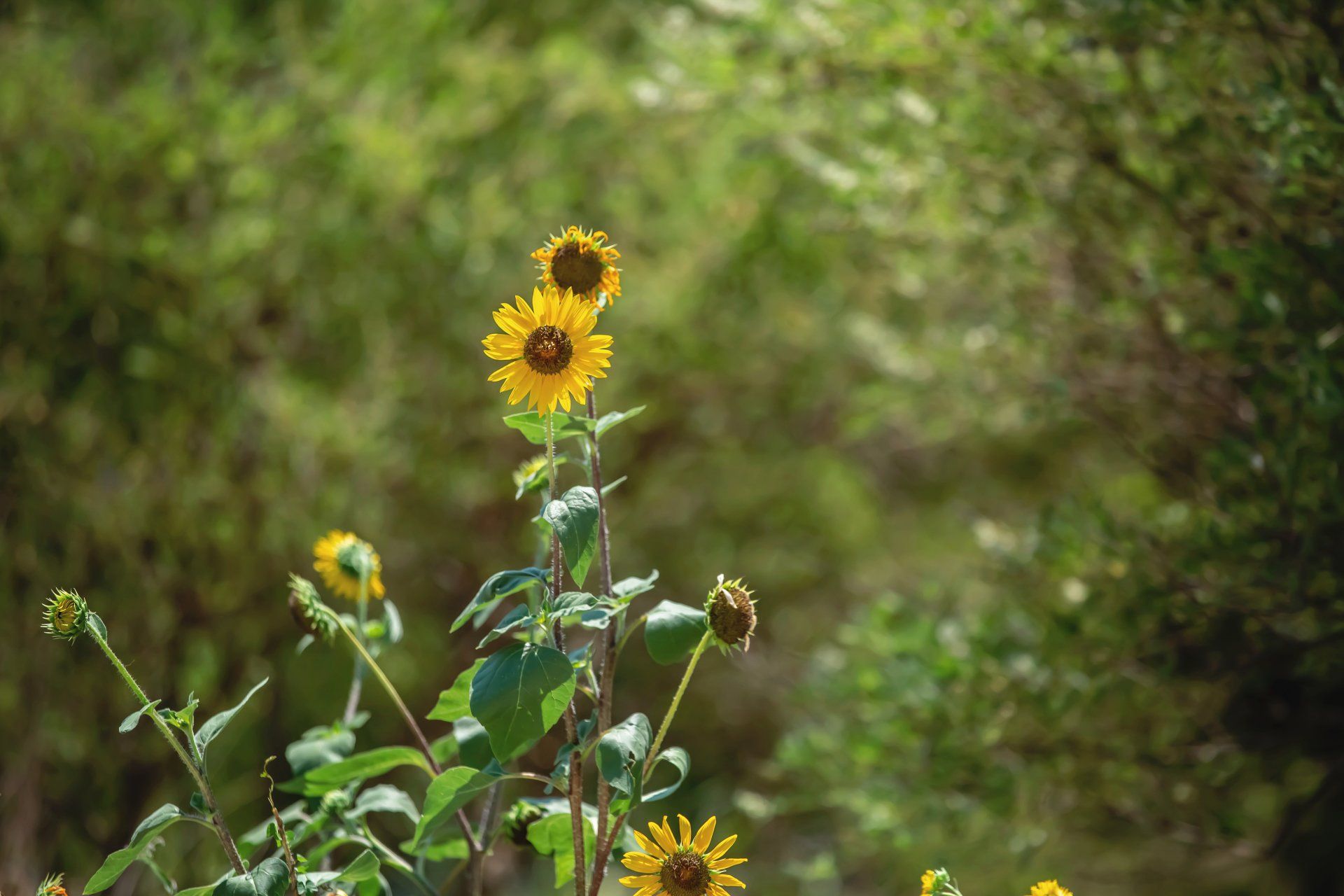 A bunch of sunflowers are growing on a bush in the woods.