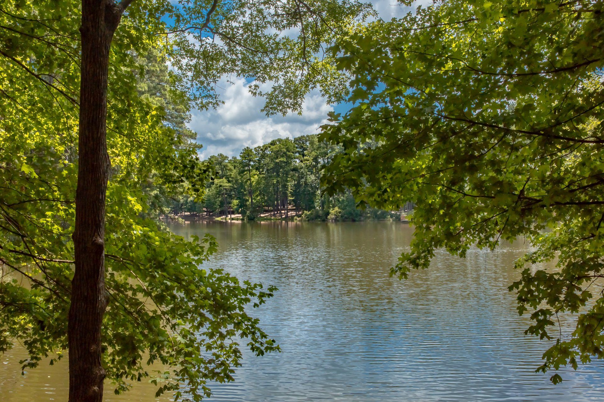 A lake surrounded by trees on a sunny day