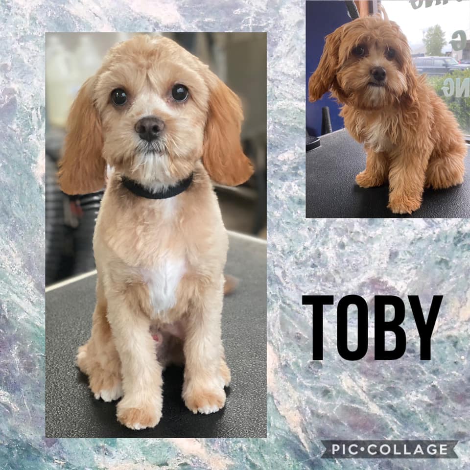 Grooming | Holmen, WI | Doggie Business LLC