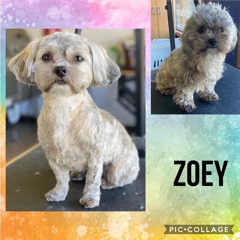 Grooming | Holmen, WI | Doggie Business LLC