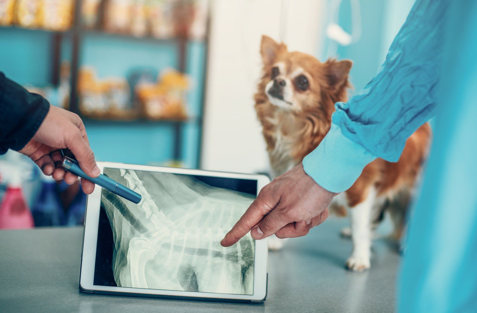 Veterinarian points to X-ray on tablet; dog watches. Blue exam room, tan dog, human hands.
