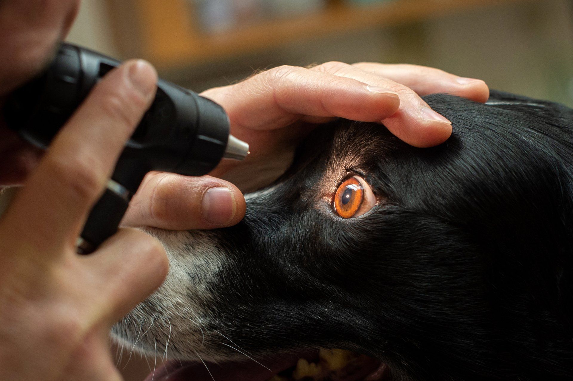 Veterinarian examines a black and white dog's eye with an ophthalmoscope. The dog has dilated pupils.