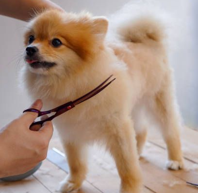 A Pomeranian dog is being groomed with scissors by a person.