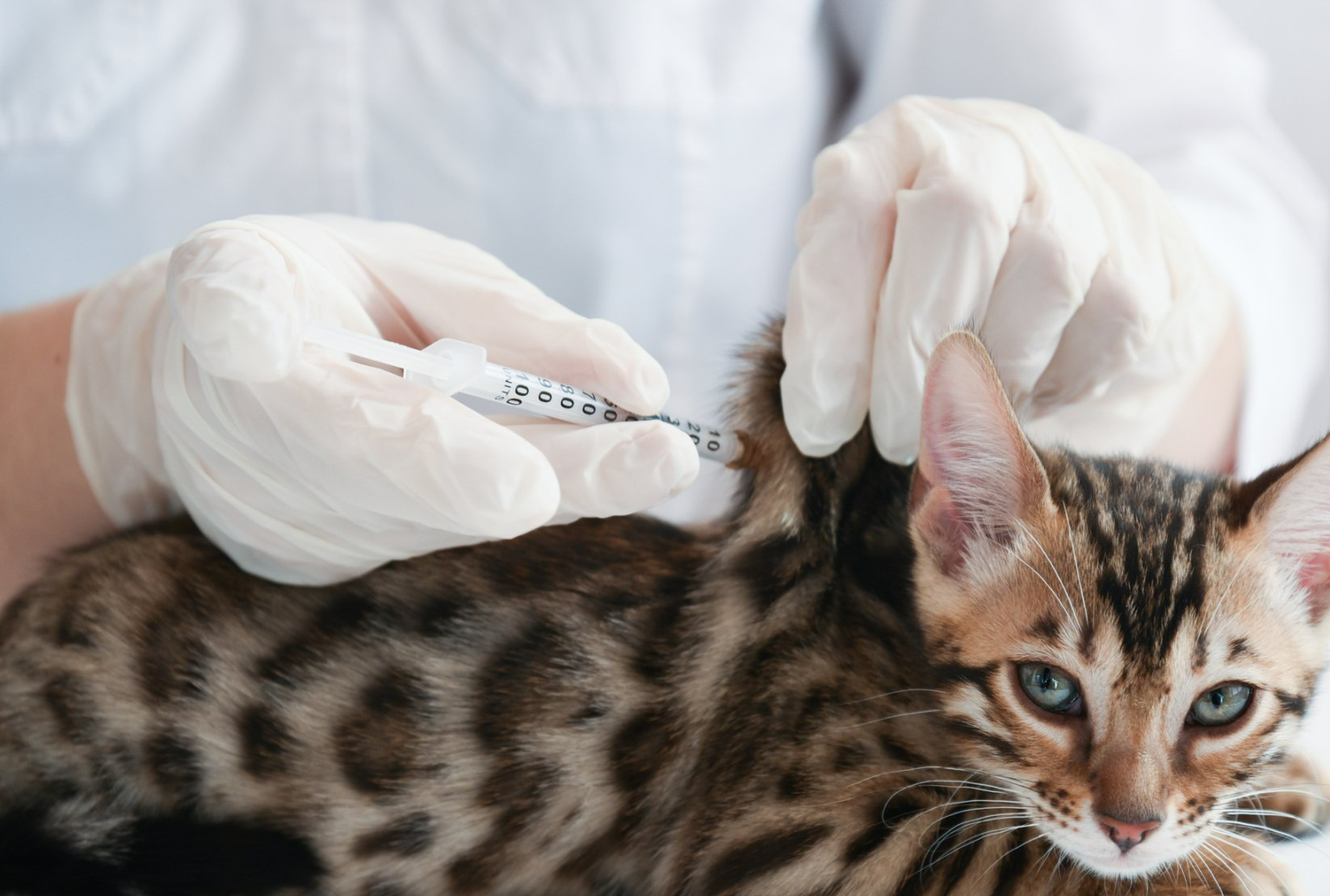 A veterinarian in gloves giving a Bengal cat a shot in a clinical setting.