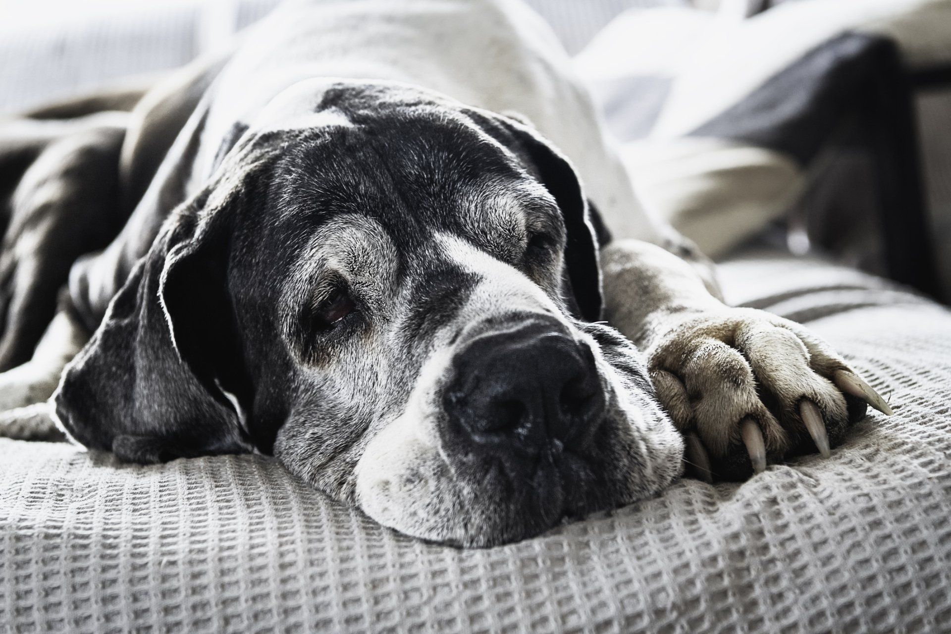 Great Dane with sleepy expression, resting on a white patterned blanket.