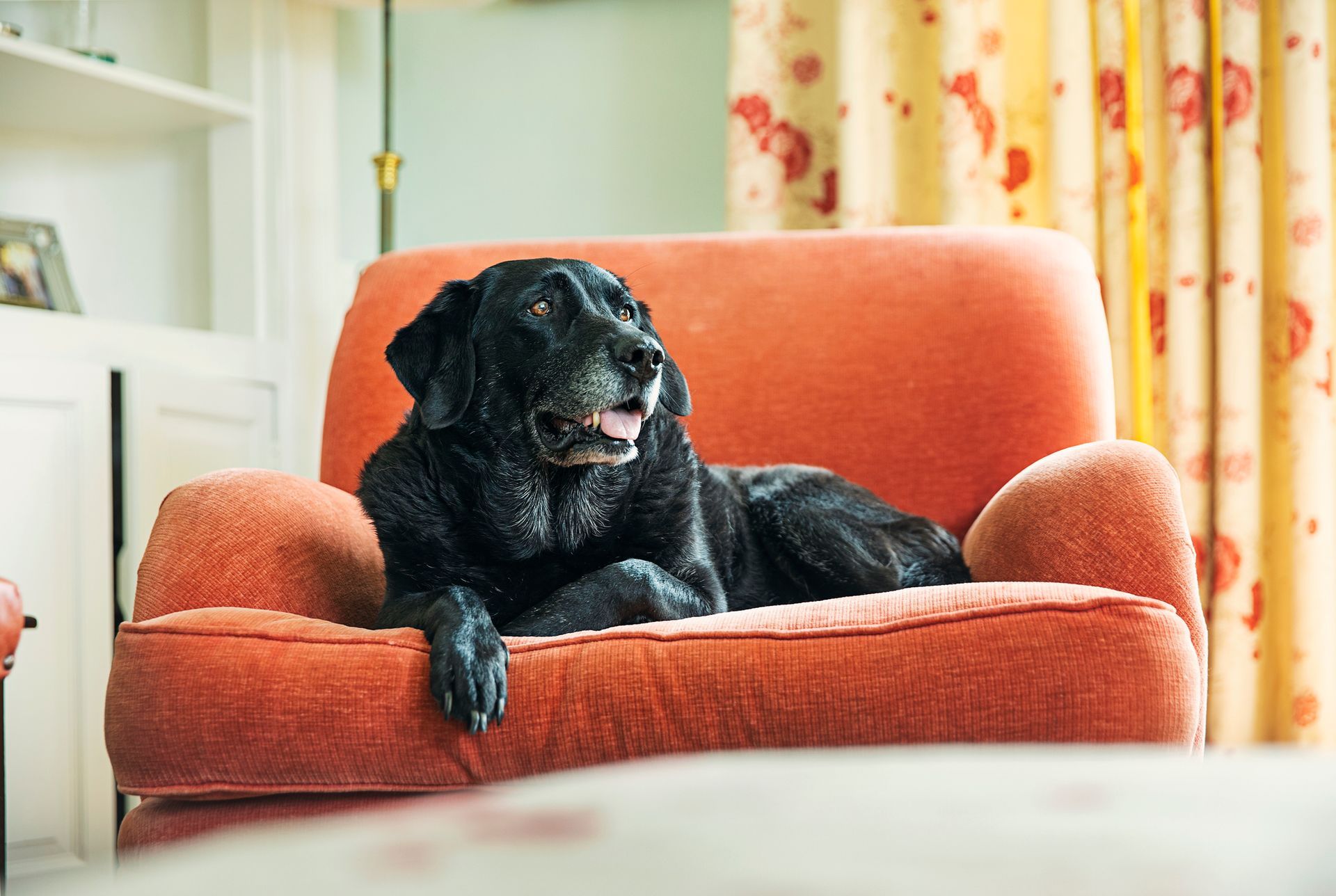 Black Labrador dog relaxed on an orange armchair indoors; light-filled room.