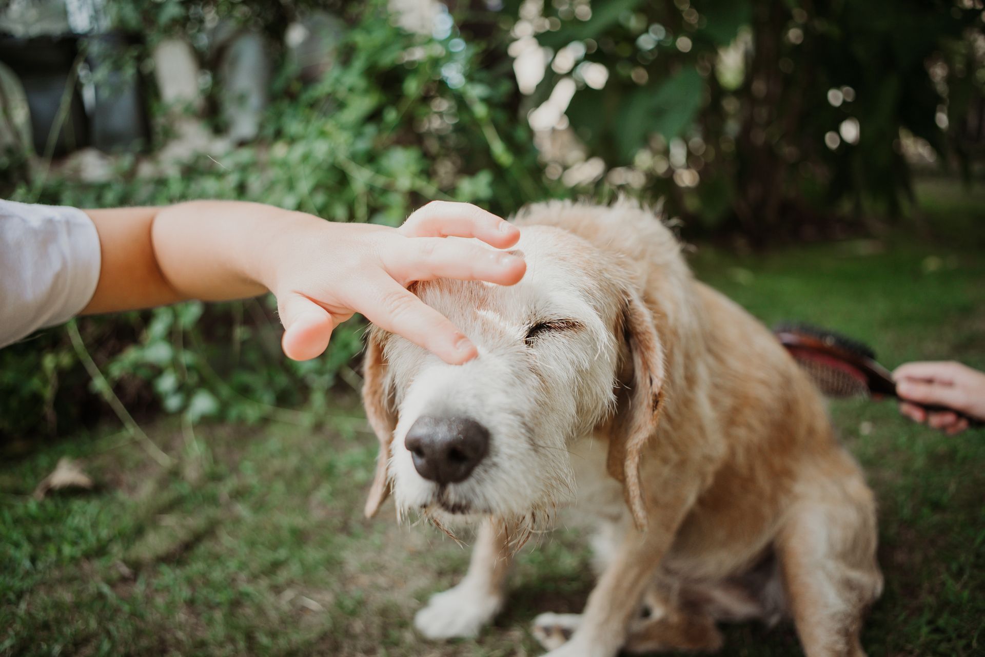 A child's hand pets a light brown dog in a grassy yard while another hand brushes its fur.