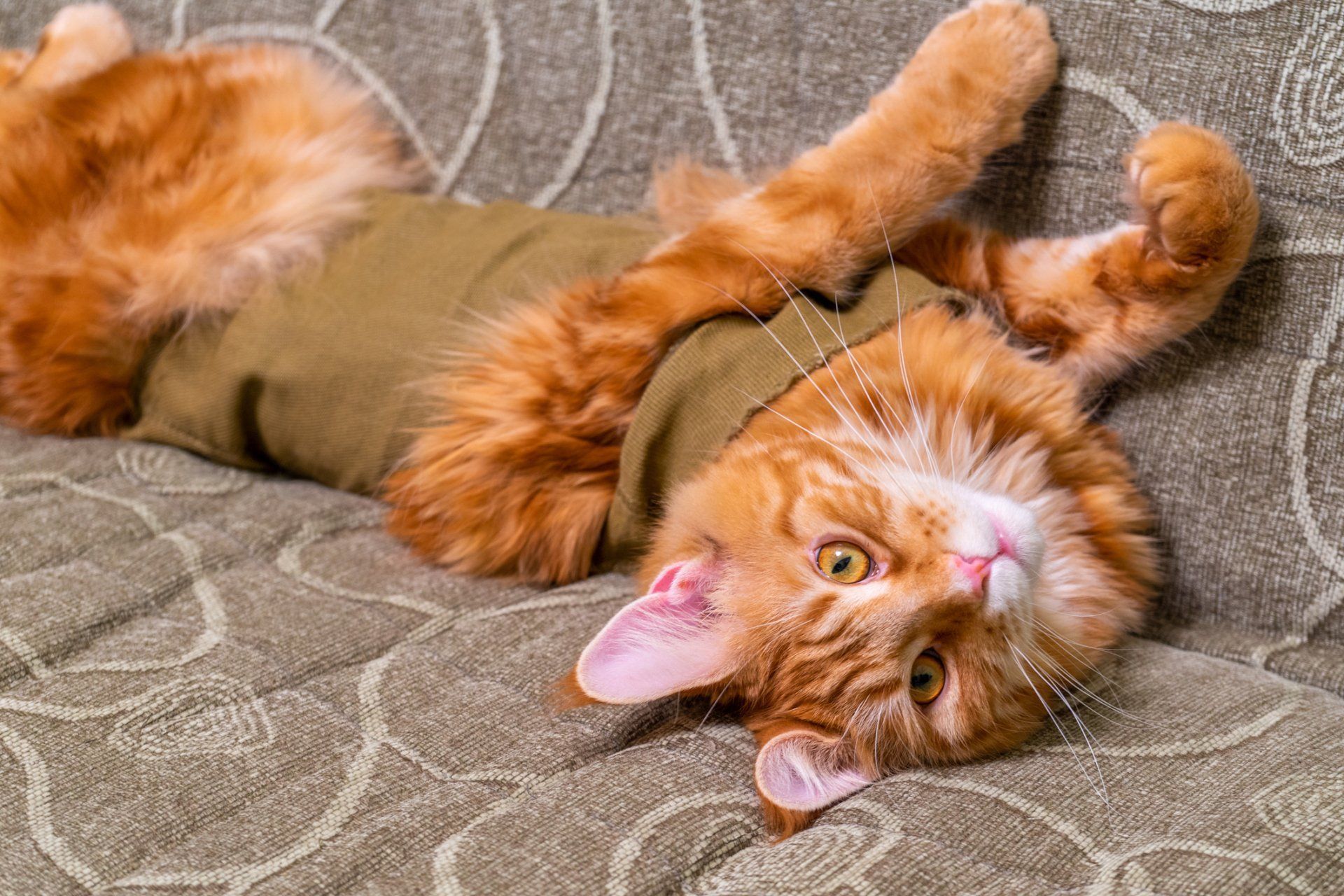 Orange cat wearing a green sweater, lounging on a couch with paws raised, looking at the camera.
