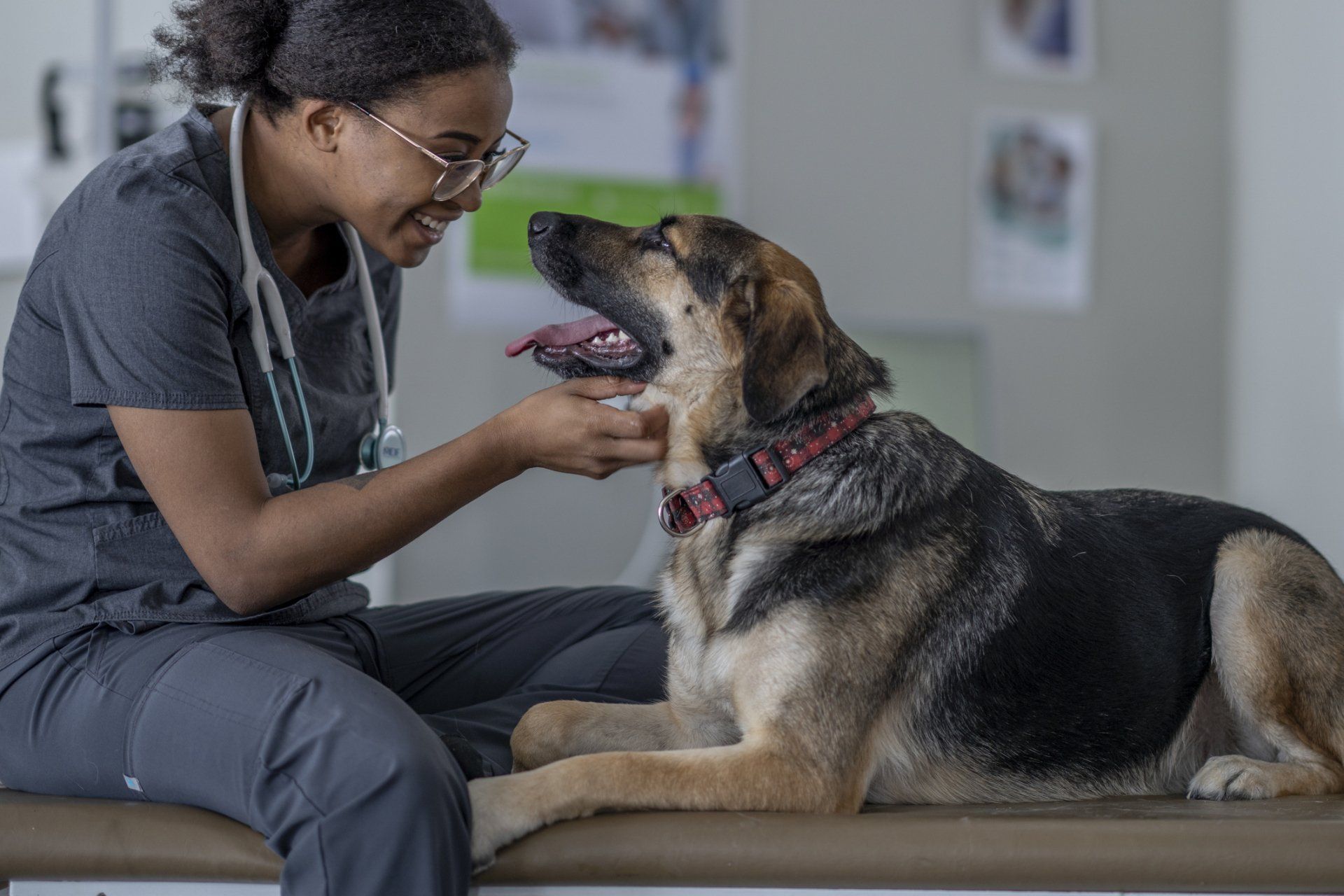 Veterinarian in gray scrubs smiles at a German Shepherd on an examination table.