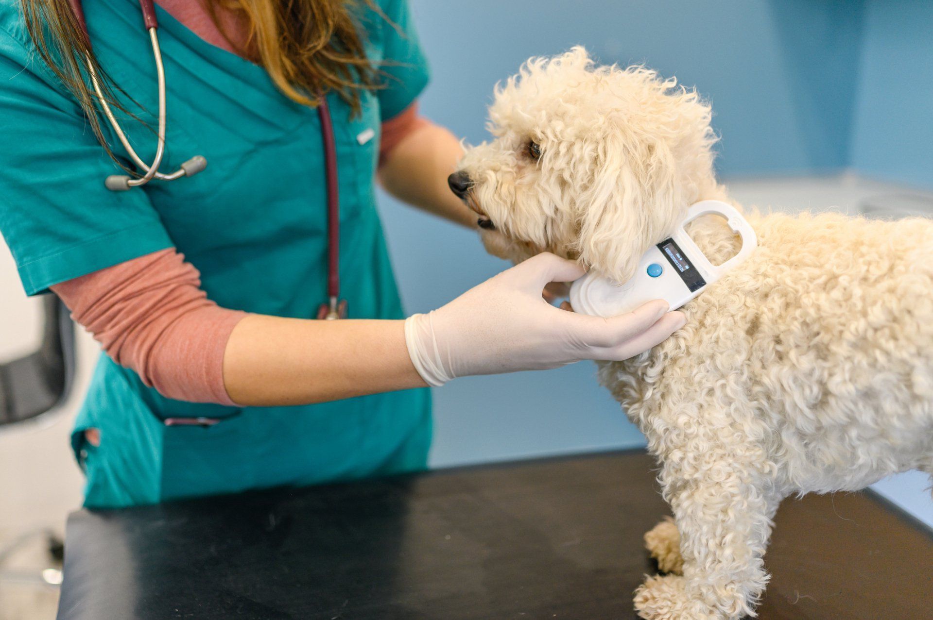 Veterinarian placing a white health monitor on a fluffy, white dog's neck in an exam room.