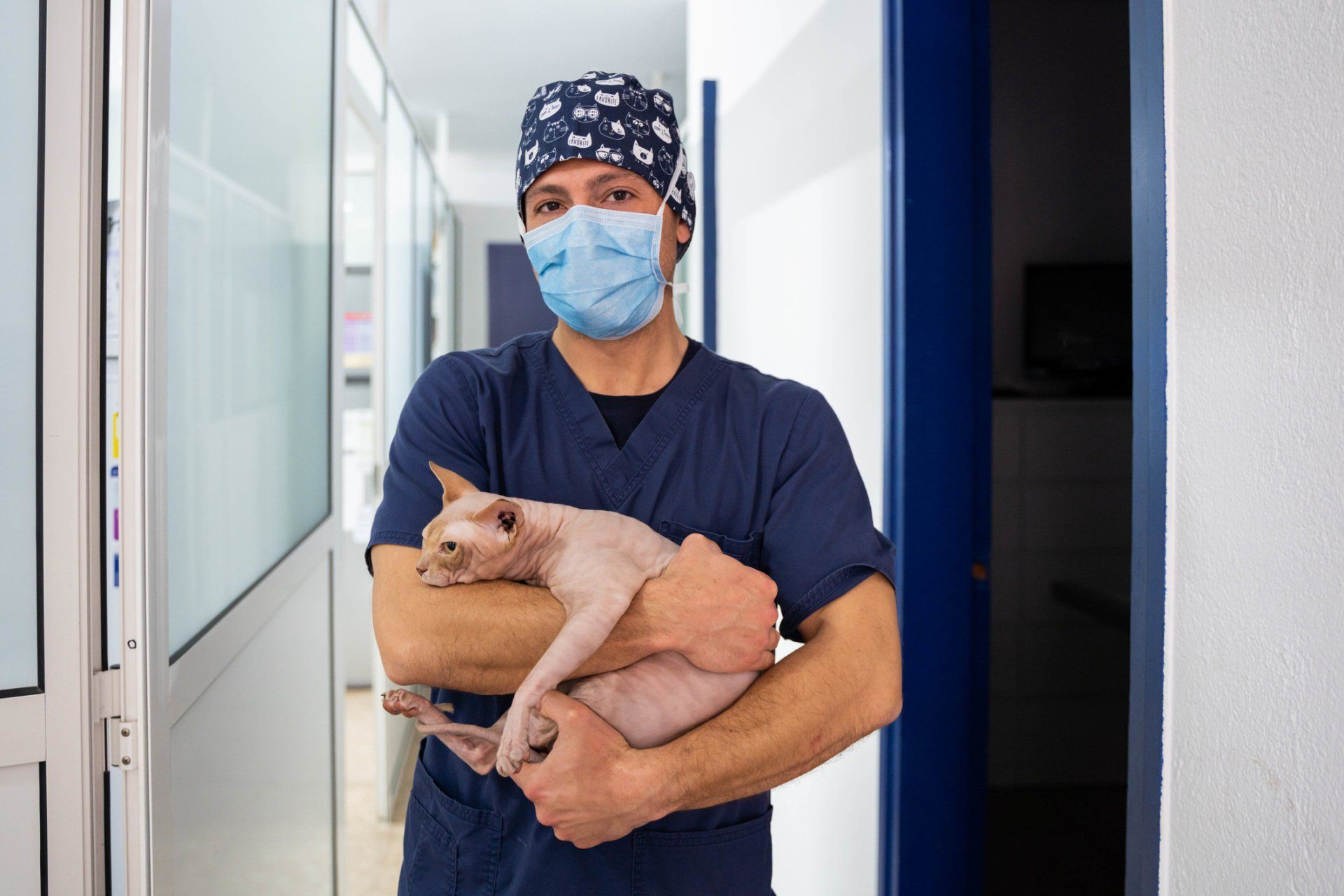 Veterinarian in blue scrubs and mask holding a hairless cat in a clinic hallway.