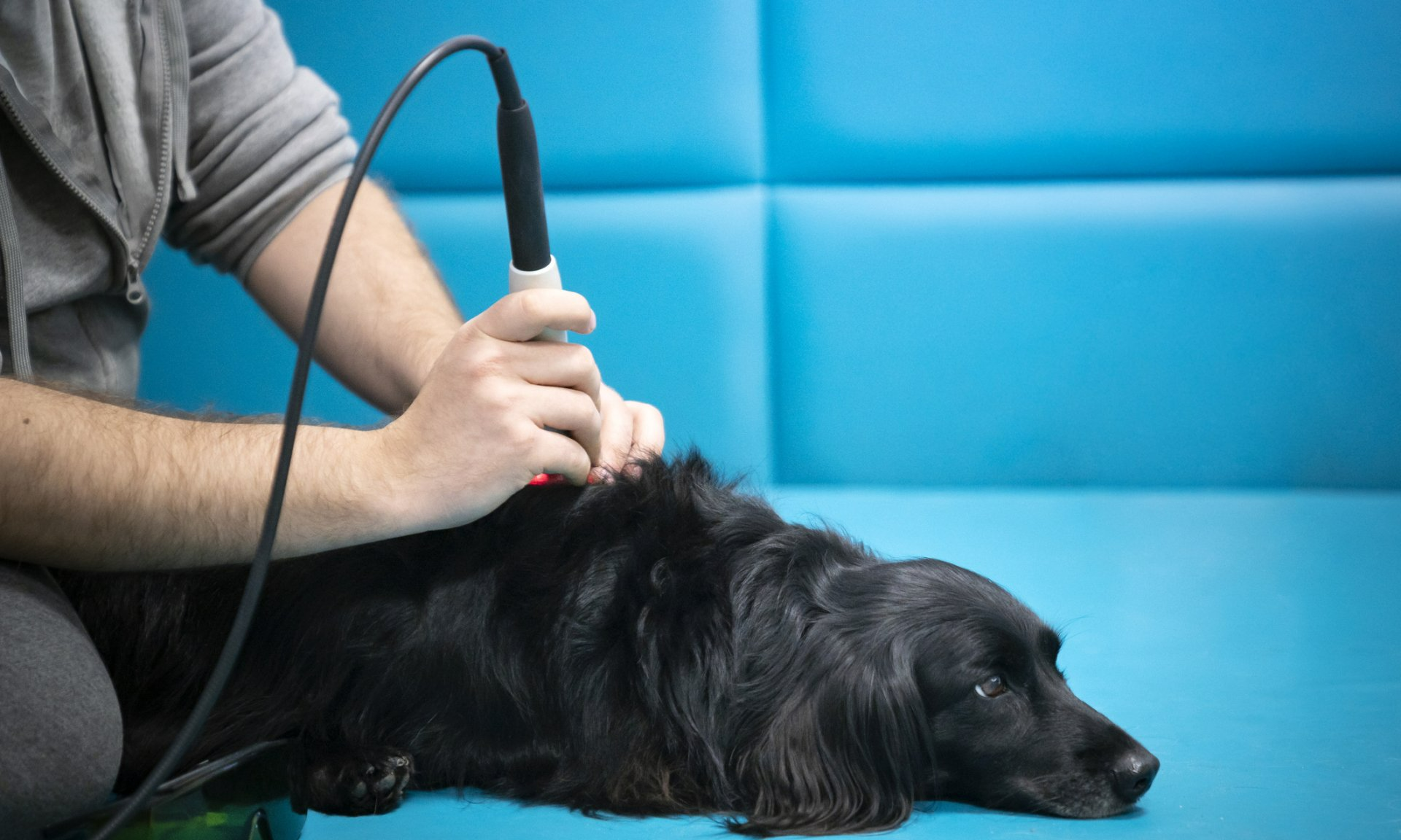 A person using a handheld device on a black dog's back on a blue surface; medical treatment.
