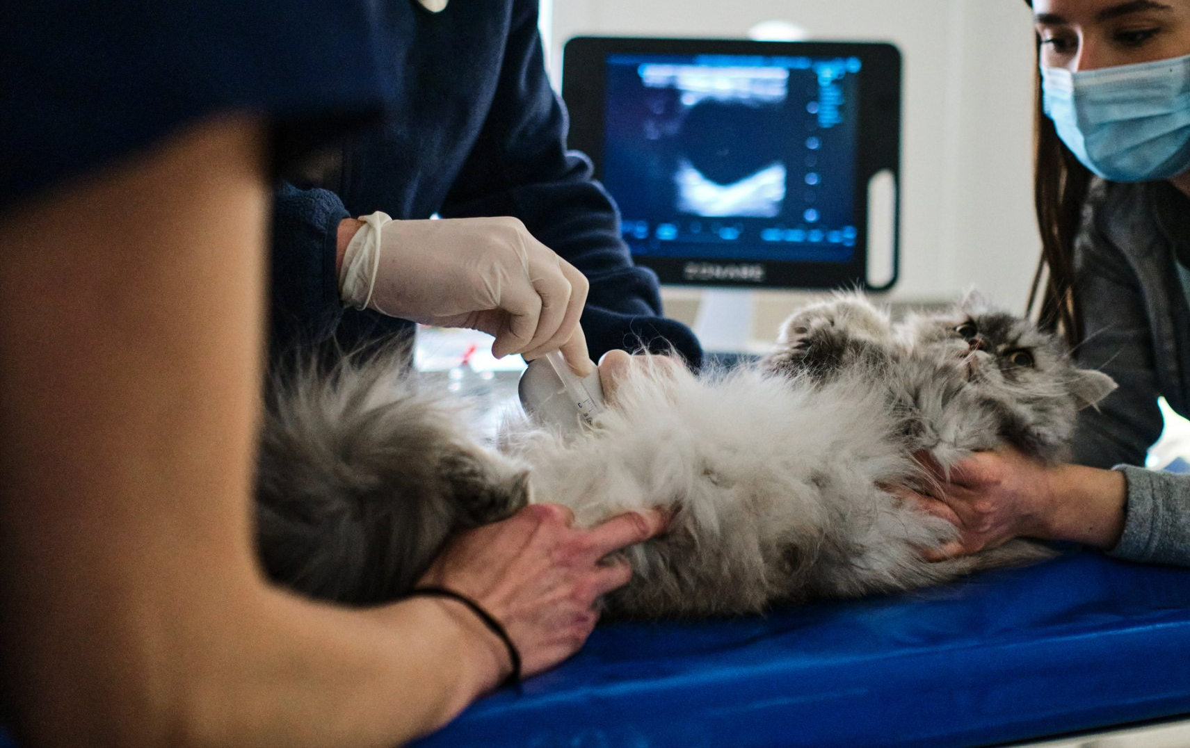 Vet gives a cat an ultrasound. The cat is on its back, a monitor displays images.