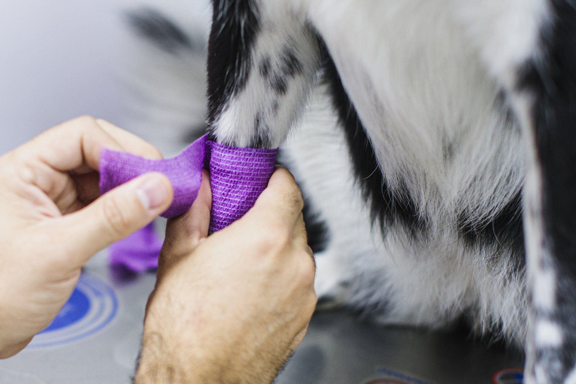 Hands wrapping a purple bandage around a dog's leg.