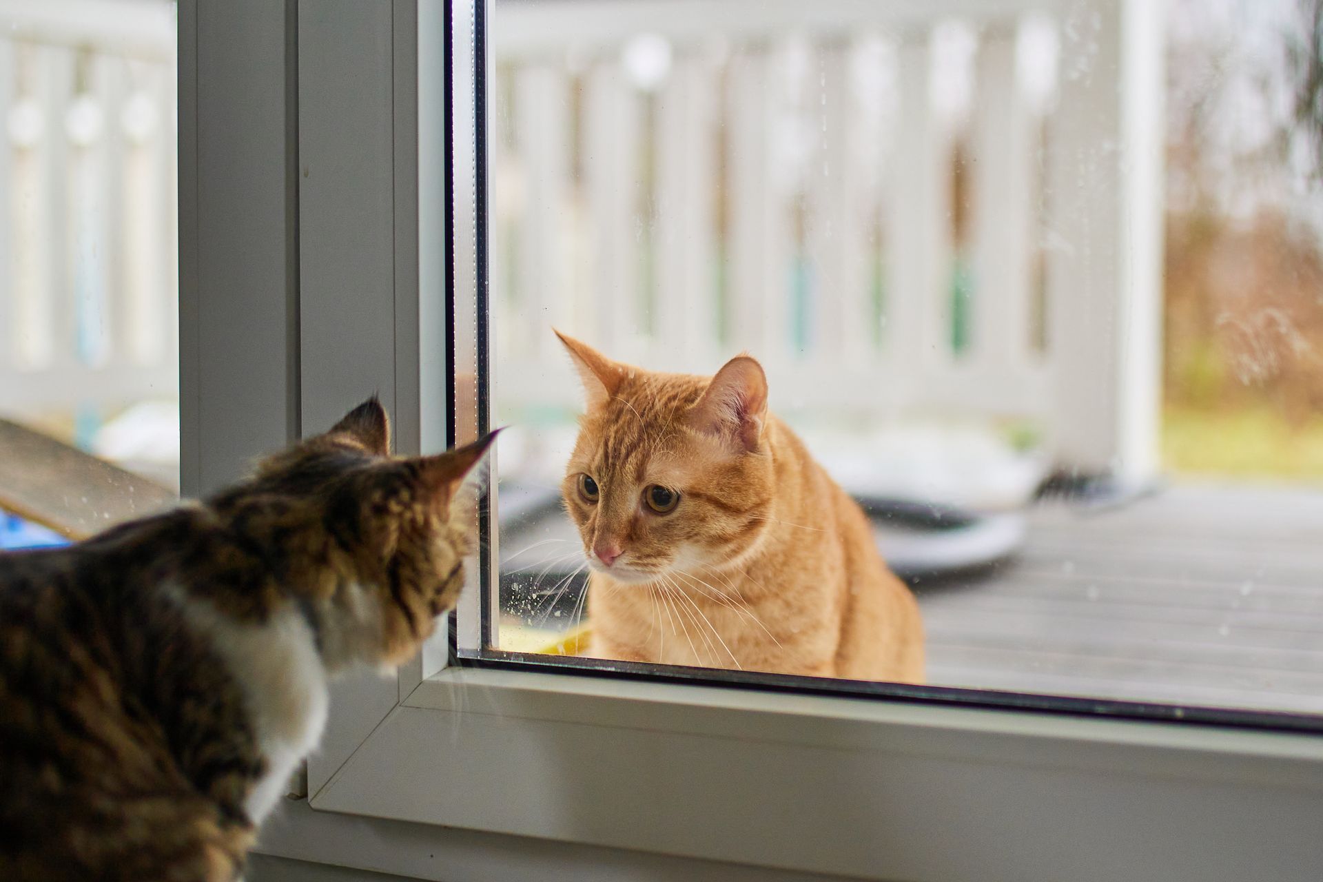 A brown and white cat inside looks at an orange cat outside a window, both staring intently.