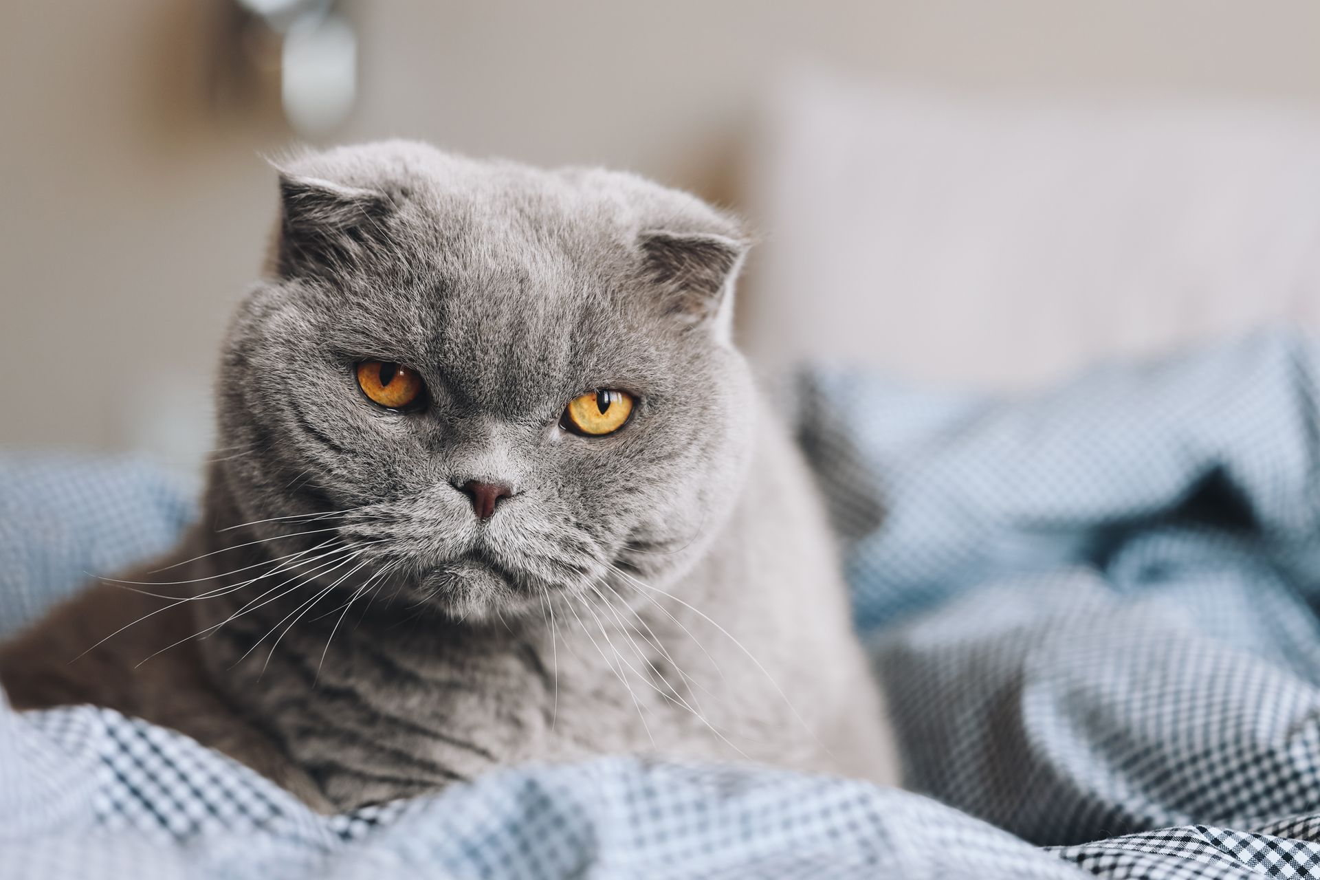 Gray Scottish Fold cat with folded ears and yellow eyes, lying on a blue and white patterned blanket.