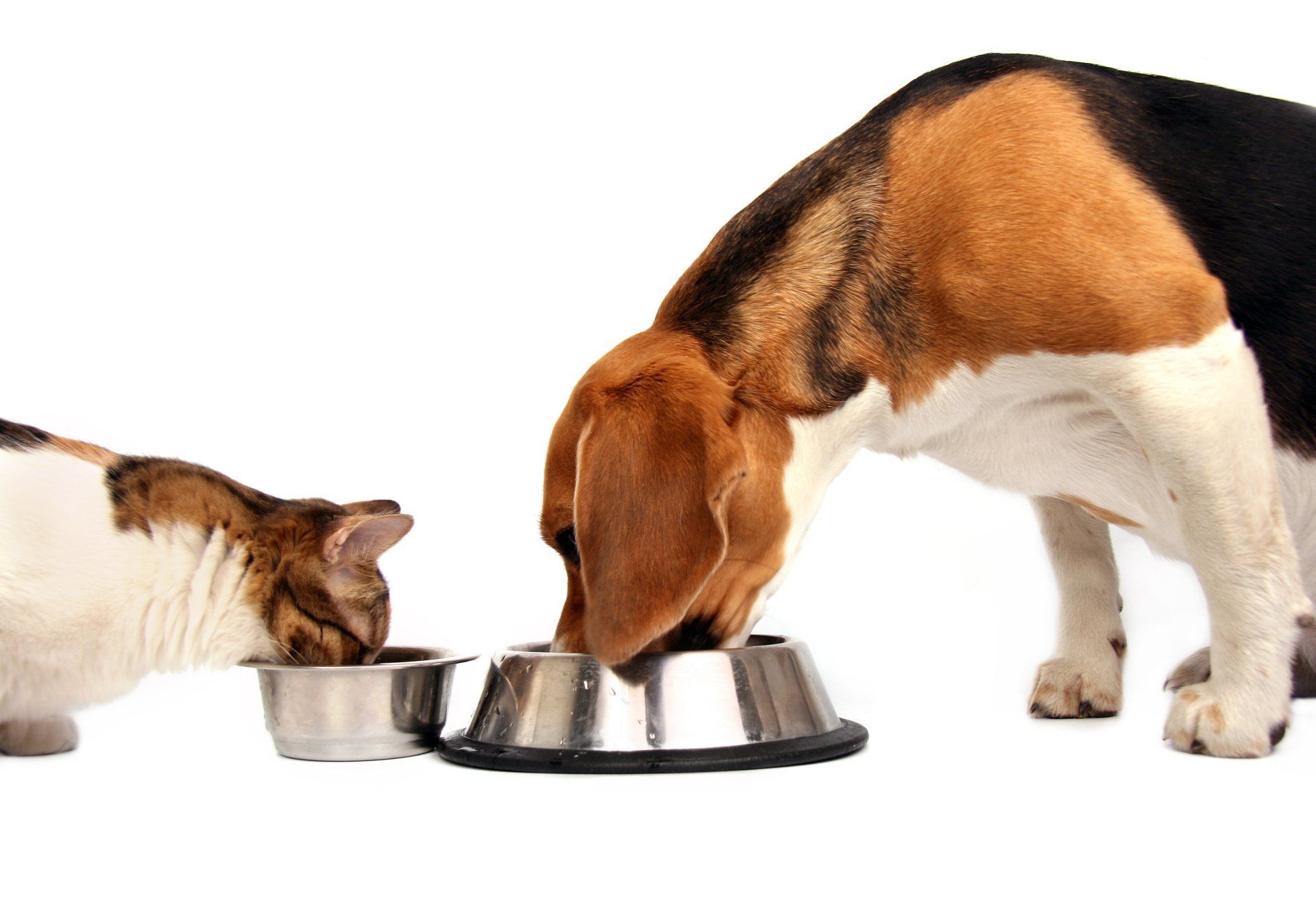 Cat and beagle eating from separate metal bowls against a white background.