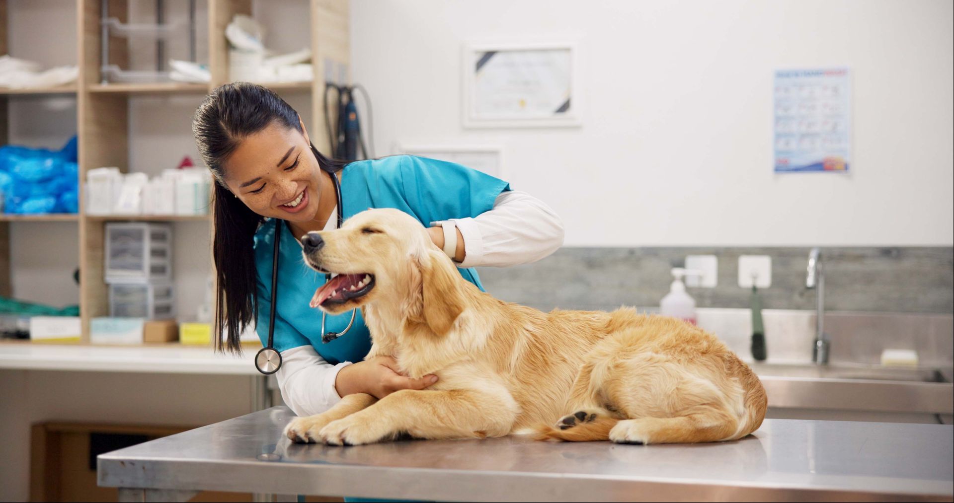 Veterinarian petting a golden retriever on an exam table in a vet clinic.