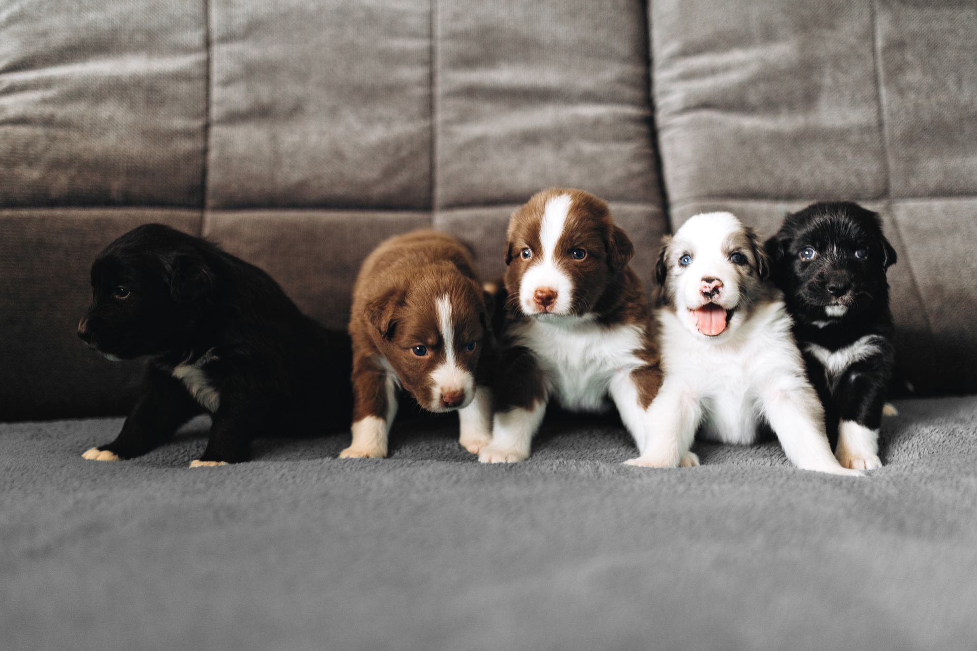 Five puppies sitting on a gray couch. One black, two brown and white, one white and brown, and one black and white.