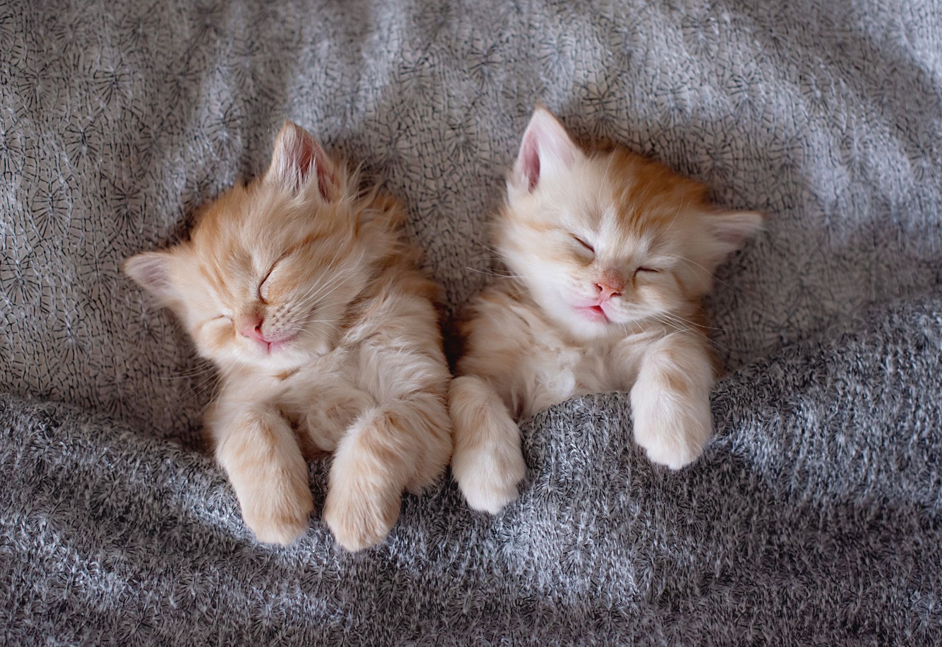 Two sleeping orange tabby kittens nestled on a gray blanket.