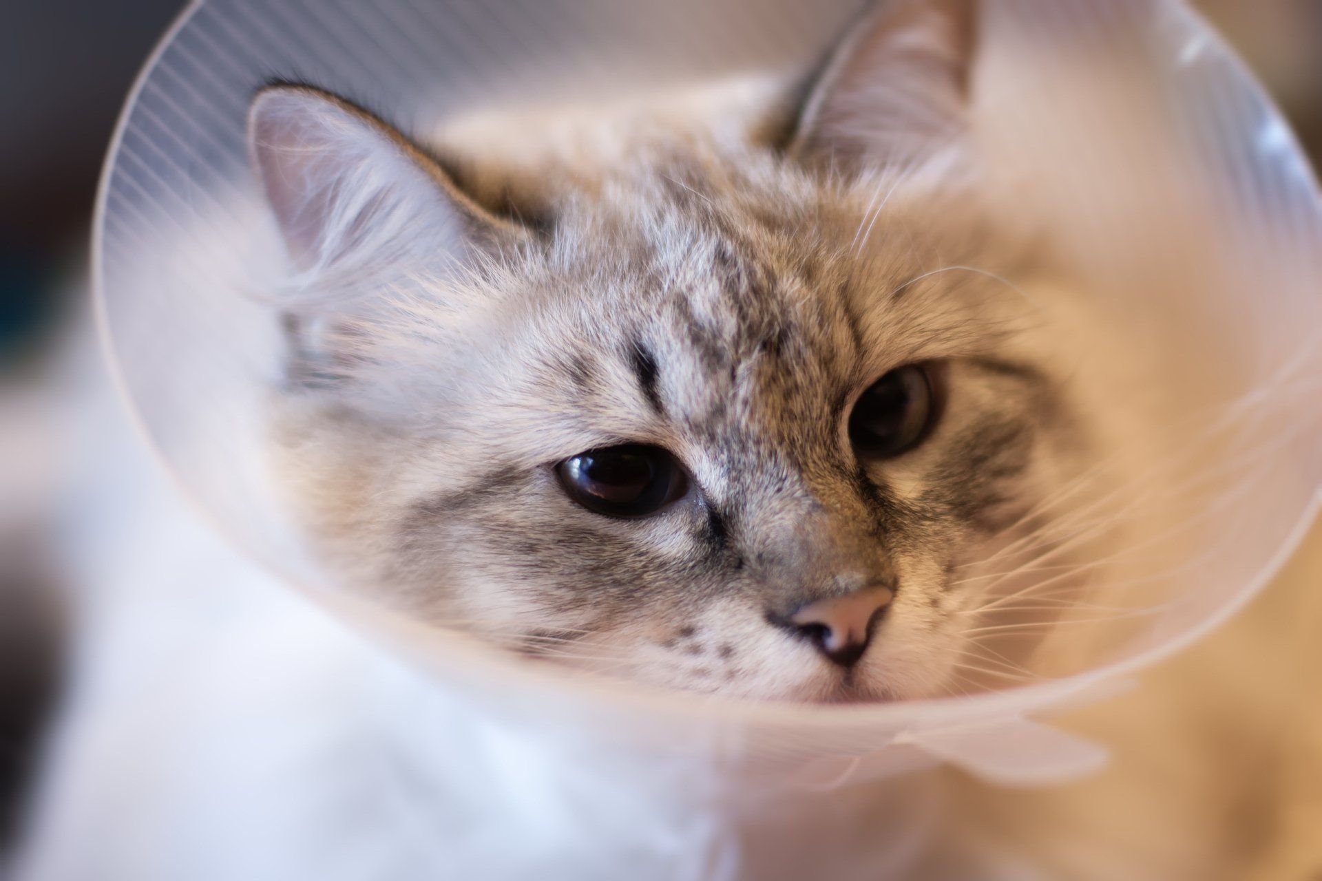 Cat wearing a cone, pale fur, blue eyes, looking slightly sad.