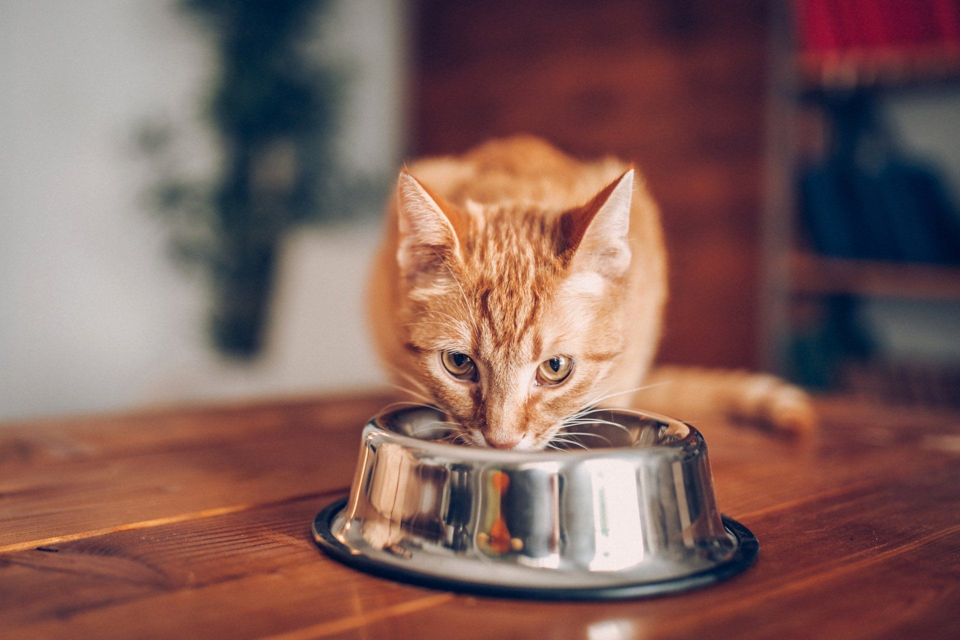 Orange tabby cat drinking from a metal food bowl on a wooden table.