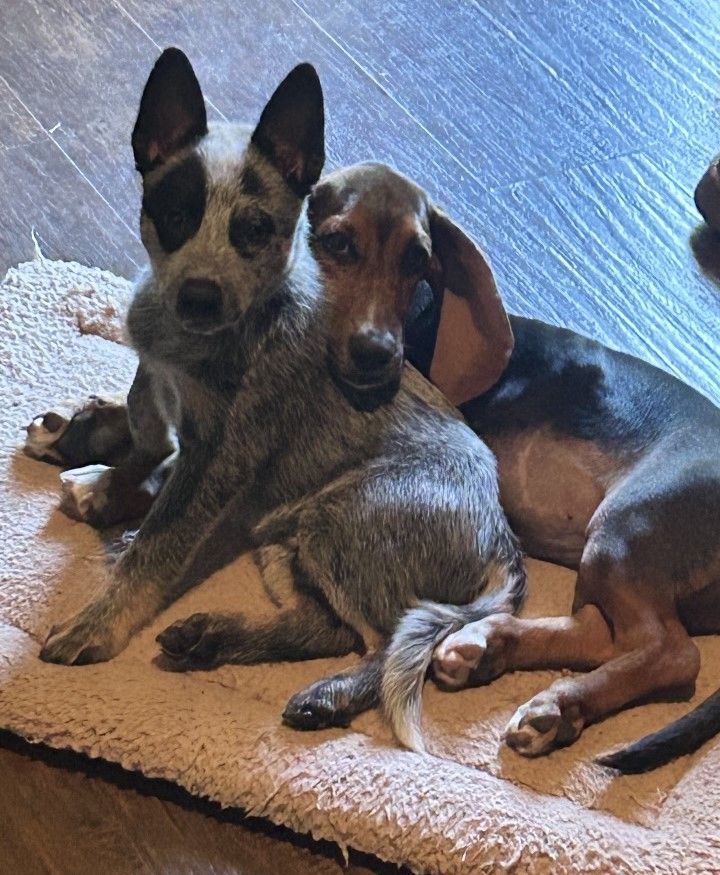 Border collie wearing sunglasses, smiling, and resting its paws on a person's leg indoors. Border collie wearing sunglasses, smiling, and resting its paws on a person's leg indoors.