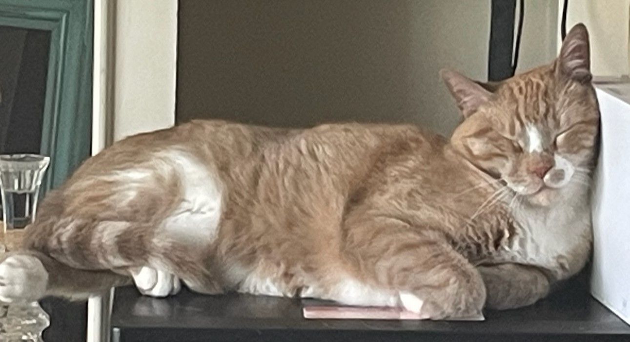 Woman in green scrubs holds a Bernese Mountain Dog puppy outside.