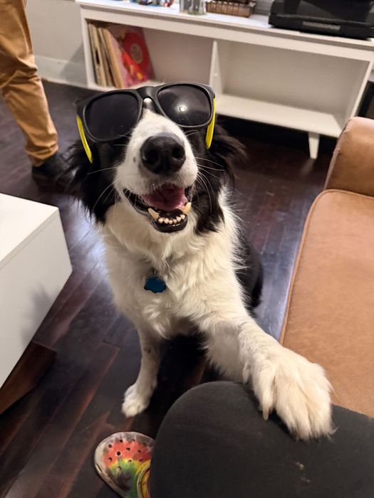 Border collie wearing sunglasses, smiling, and resting its paws on a person's leg indoors.