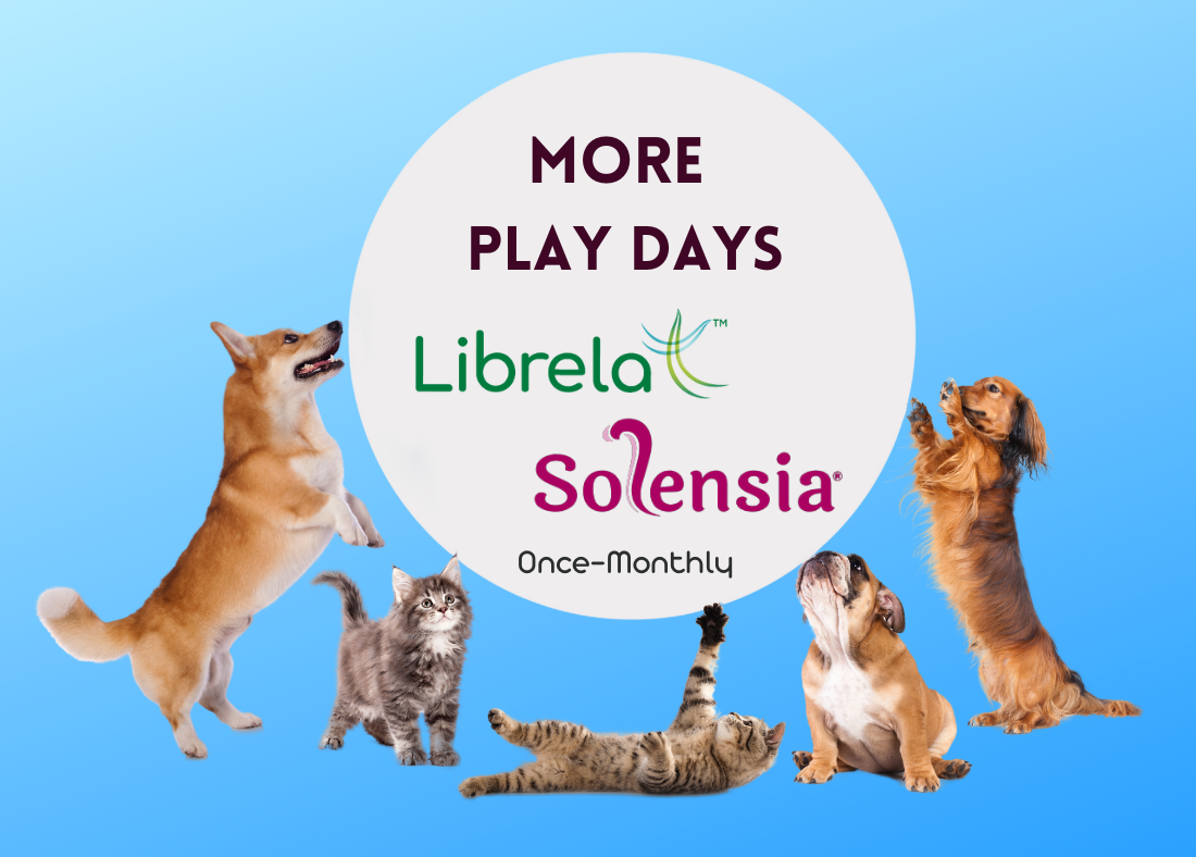Playful pets with the text More Play Days. Featuring Librela and Solensia. Light blue background.