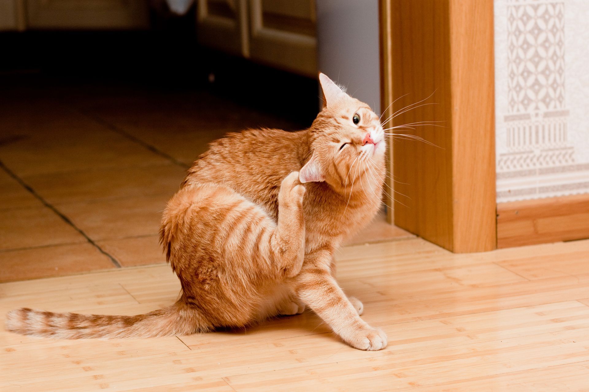 Orange tabby cat scratching its ear on a wooden floor, with its mouth slightly open.