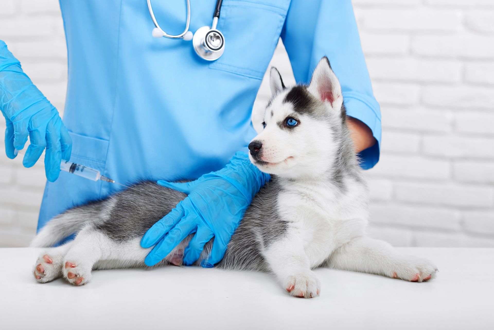 Veterinarian giving a vaccine to a gray and white husky puppy; blue gloves and scrubs.
