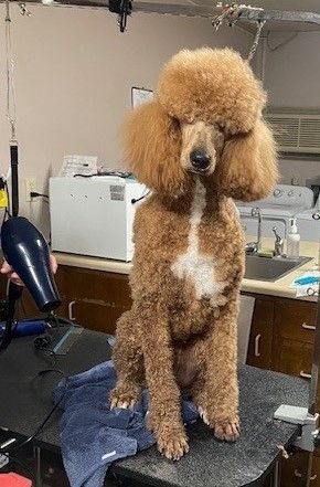 A Pomeranian dog is being groomed with scissors by a person.