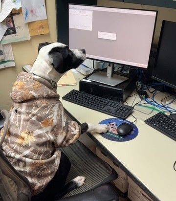 Border collie wearing sunglasses, smiling, and resting its paws on a person's leg indoors.
