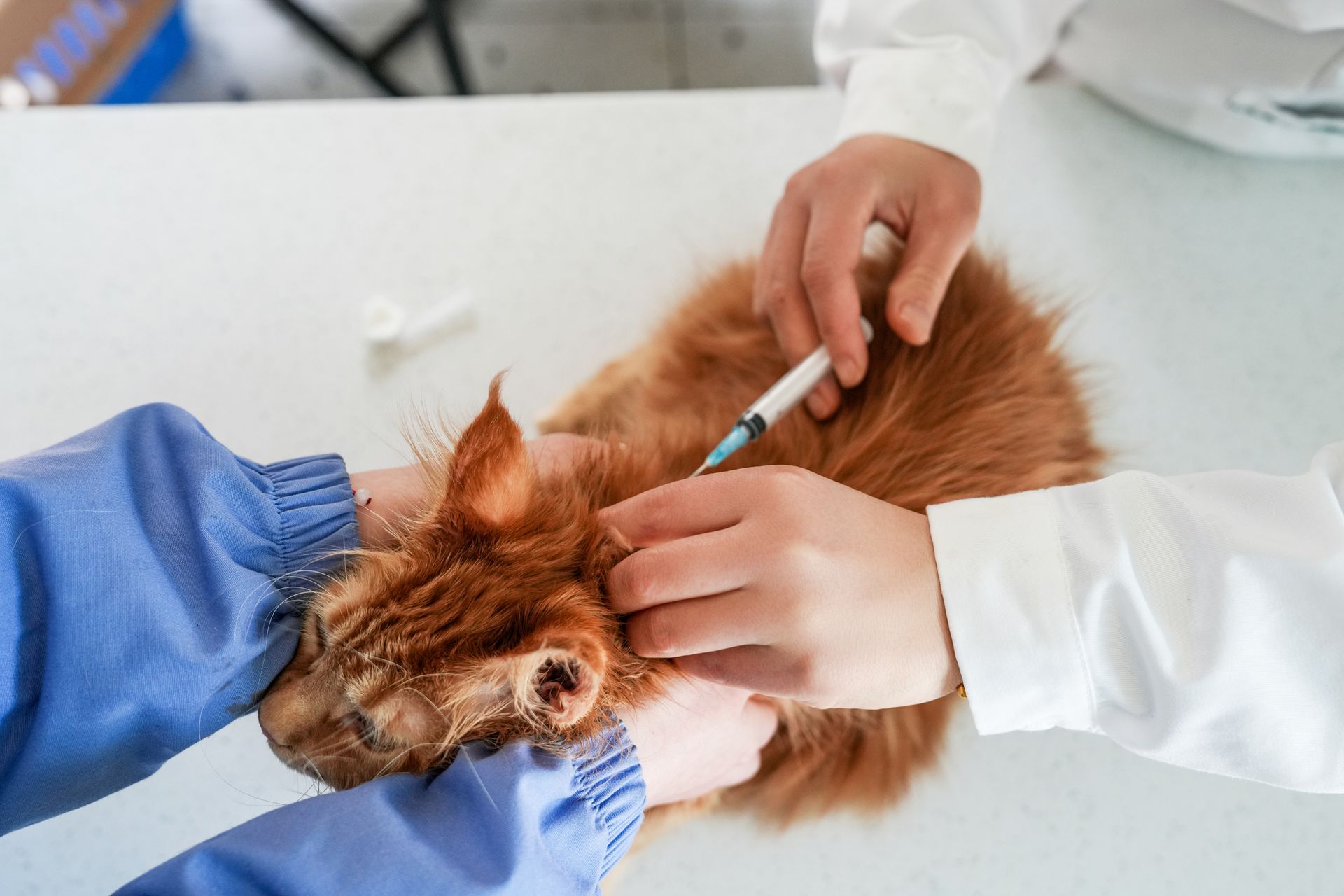 Two people giving an orange cat a shot at a veterinary clinic.