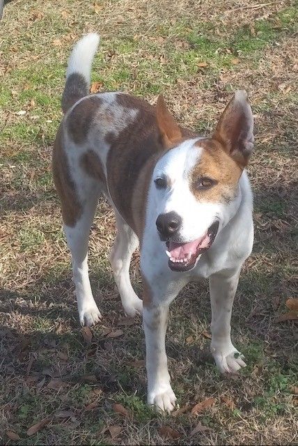 Veterinarian in blue scrubs and mask holding a hairless cat in a clinic hallway.