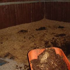 Stable Manure and Cleanout