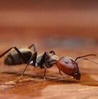 HORMIGAS AFRICANAS