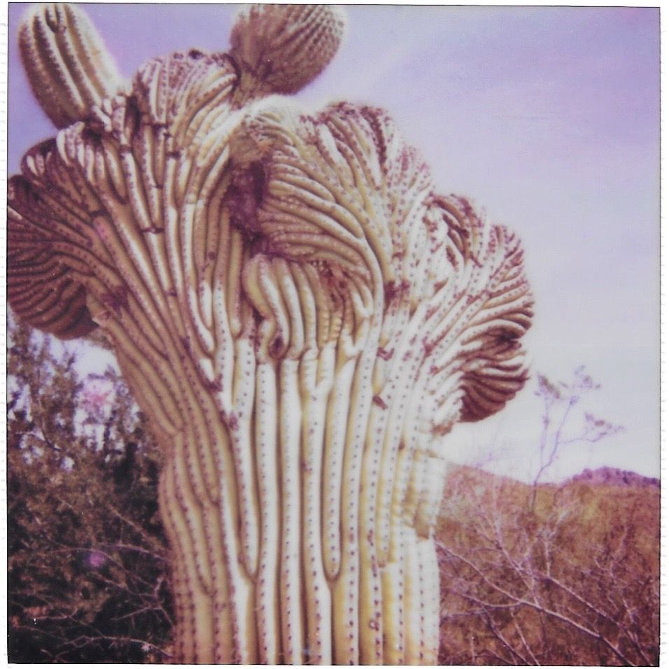 polaroid photograph by Amy Harrison of Polaroids & Poetry