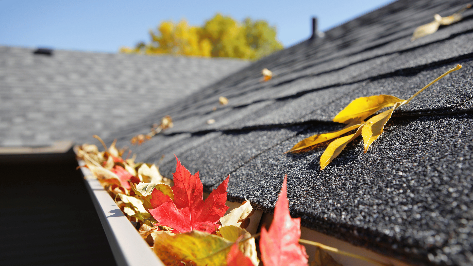 Gutter in House with leaves