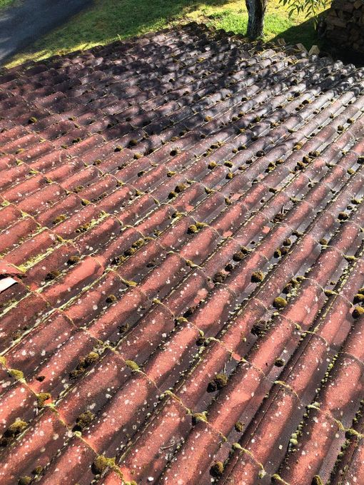 Allée de briques ensoleillée, recouverte de mousse et de feuilles mortes, bordée d'herbe et de l'ombre d'un arbre