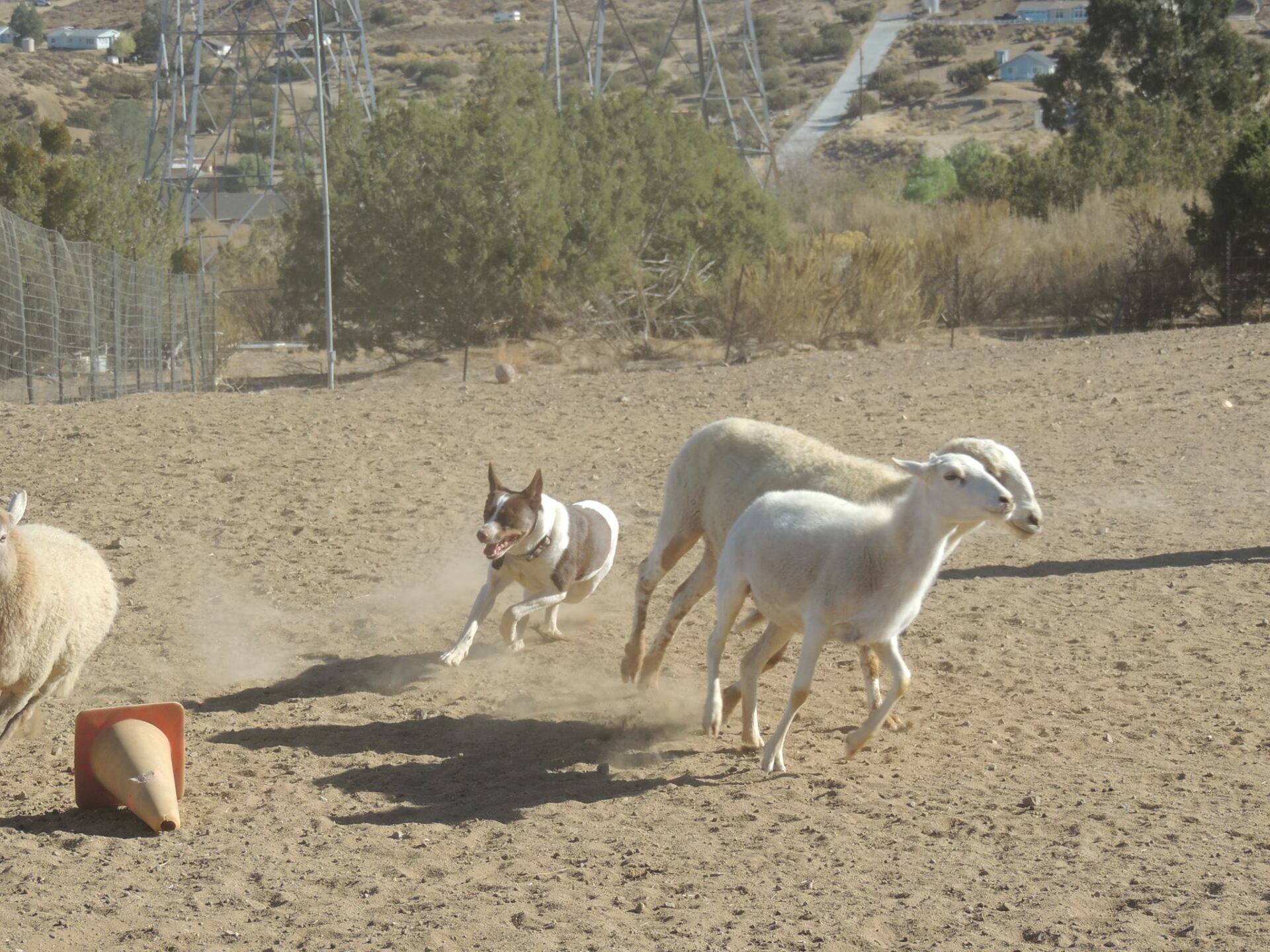 Drummond Ranch Sheep Herding and Dog Training