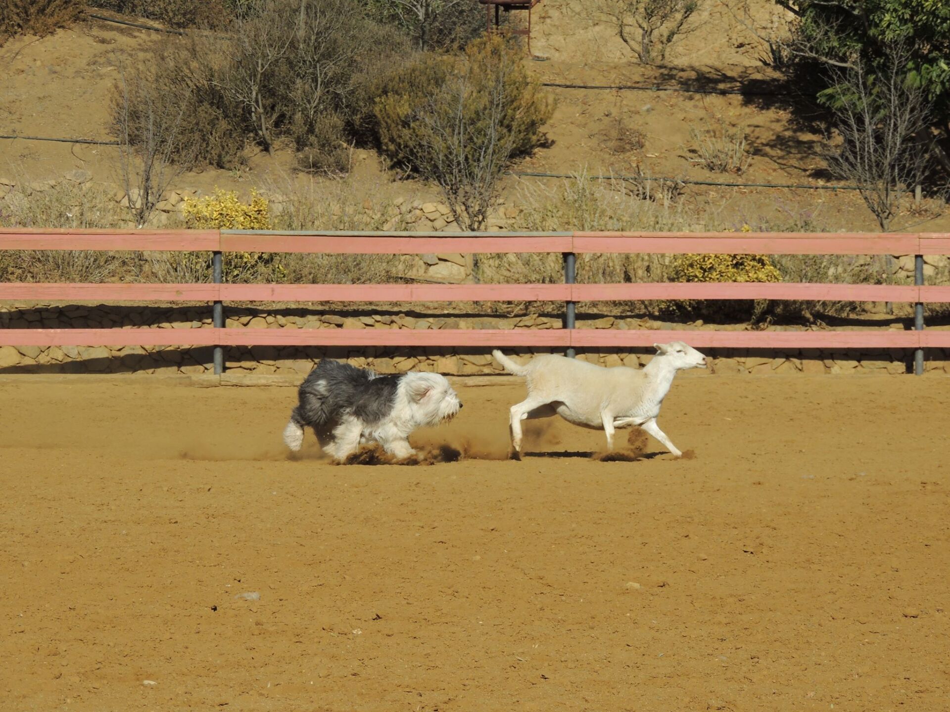 Expert Sheep Herding Classes Drummond Ranch Sheep Herding Acton CA