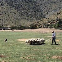 Sheep Herding Class For Bodhi